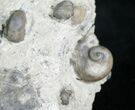 Gastropod & Brachiopod Fossils - Indiana #6609-4